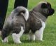 Akita Puppies for sale in Barrytown, NY 12507, USA. price: NA