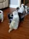 Akita Puppies for sale in County Rd, Woodland Park, CO 80863, USA. price: NA