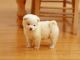 Akita Puppies for sale in NC-150, Winston-Salem, NC, USA. price: NA