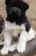 Akita Puppies for sale in Portland, ME, USA. price: NA