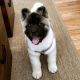Akita Puppies for sale in Clifton, NJ 07014, USA. price: NA