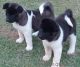 Akita Puppies for sale in California Ave, Windsor, ON, Canada. price: NA