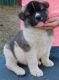 Akita Puppies for sale in District Heights, MD 20747, USA. price: NA