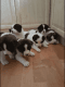 Akita Puppies for sale in Houston, TX 77001, USA. price: NA