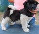 Akita Puppies for sale in Bowling Green, KY, USA. price: $650