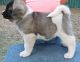 Akita Puppies for sale in Independence, MO, USA. price: $650