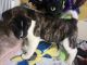 Akita Puppies for sale in Patterson, NY 12563, USA. price: $500