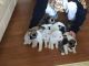 Akita Puppies for sale in 501 Elm St, Dallas, TX 75202, USA. price: NA