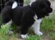 Akita Puppies for sale in Ann Arbor, MI, USA. price: NA
