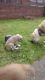 Akita Puppies for sale in 786 Myrtle Ave, Brooklyn, NY 11206, USA. price: $450
