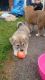 Akita Puppies for sale in 773 Bedford Ave, Brooklyn, NY 11205, USA. price: $450