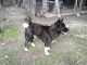 Akita Puppies for sale in Norlina, NC 27563, USA. price: NA