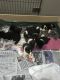 Akita Puppies for sale in Dallas, TX, USA. price: $500