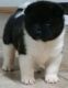 Akita Puppies for sale in Taylorsville, UT, USA. price: NA