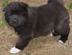 Akita Puppies for sale in Alexander City, AL, USA. price: NA