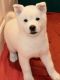Akita Puppies for sale in Scottdale, GA, USA. price: NA