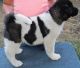 Akita Puppies for sale in Ashburn, VA, USA. price: $500
