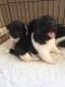Akita Puppies for sale in Jersey Shore, NJ, USA. price: NA