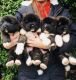 Akita Puppies for sale in Statesville, NC, USA. price: NA