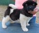 Akita Puppies for sale in Headrick, OK 73549, USA. price: $600