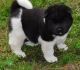 Akita Puppies for sale in Junction City, KY, USA. price: $600