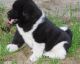 Akita Puppies for sale in Quincy, FL, USA. price: NA