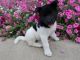 Akita Puppies for sale in Hartford, CT, USA. price: NA