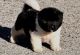 Akita Puppies for sale in Seattle, WA 98161, USA. price: $500