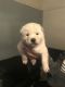 Akita Puppies for sale in 813 FL-436, Altamonte Springs, FL 32714, USA. price: NA