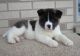 Akita Puppies for sale in New York County, NY, USA. price: NA