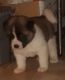 Akita Puppies for sale in New York County, NY, USA. price: NA