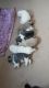 Akita Puppies for sale in New Orleans, LA, USA. price: $120