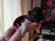 Akita Puppies for sale in Central Ave, Jersey City, NJ, USA. price: $350