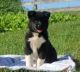 Akita Puppies for sale in Charlestown, RI, USA. price: NA