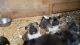 Akita Puppies for sale in Orange Park Northway, Orange Park, FL 32073, USA. price: NA