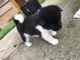 Akita Puppies for sale in Dublin, OH, USA. price: $300