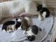 Akita Puppies for sale in Clifton, NJ, USA. price: $300