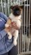 Akita Puppies for sale in Beverly Hills, CA, USA. price: NA