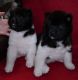 Akita Puppies for sale in TX-249, Houston, TX, USA. price: NA
