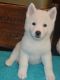 Akita Puppies for sale in Kent, WA, USA. price: $500