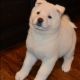 Akita Puppies for sale in Tallahassee, FL, USA. price: NA