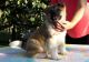 Akita Puppies for sale in Miami, FL, USA. price: NA