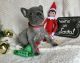 Akita Puppies for sale in Mackville Harrodsburg Rd, Mackville, KY 40040, USA. price: $500