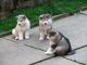 Akita Puppies for sale in Seattle, WA 98144, USA. price: $500
