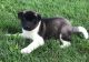 Akita Puppies for sale in Stewarts Point, CA 95480, USA. price: NA