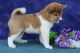 Akita Puppies for sale in 21022126 W Algonquin Rd, Lake in the Hills, IL 60156, USA. price: NA