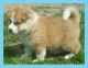 Akita Puppies for sale in Kentucky St, Petaluma, CA 94952, USA. price: NA