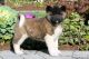 Akita Puppies for sale in New Holland, PA 17557, USA. price: $1,500