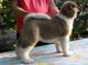 Akita Puppies for sale in Irvine, CA, USA. price: NA