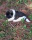 Akita Puppies for sale in Norristown, PA, USA. price: NA